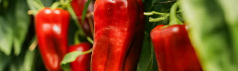 Close-up photo of ripe red peppers hanging on a plant in sunlight