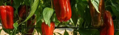 Red bell peppers growing on a plant among green leaves