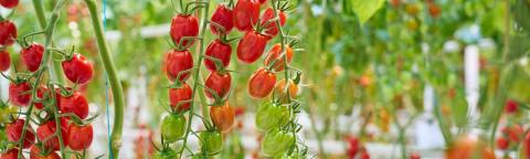 Clusters of red cherry tomatoes hanging on vines in a greenhouse