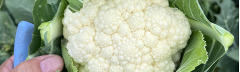 Syngenta Second Generation Clubroot Resistance - Cleostar