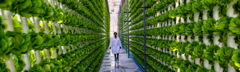 Man walking down a long aisle between tall green plant walls in a greenhouse